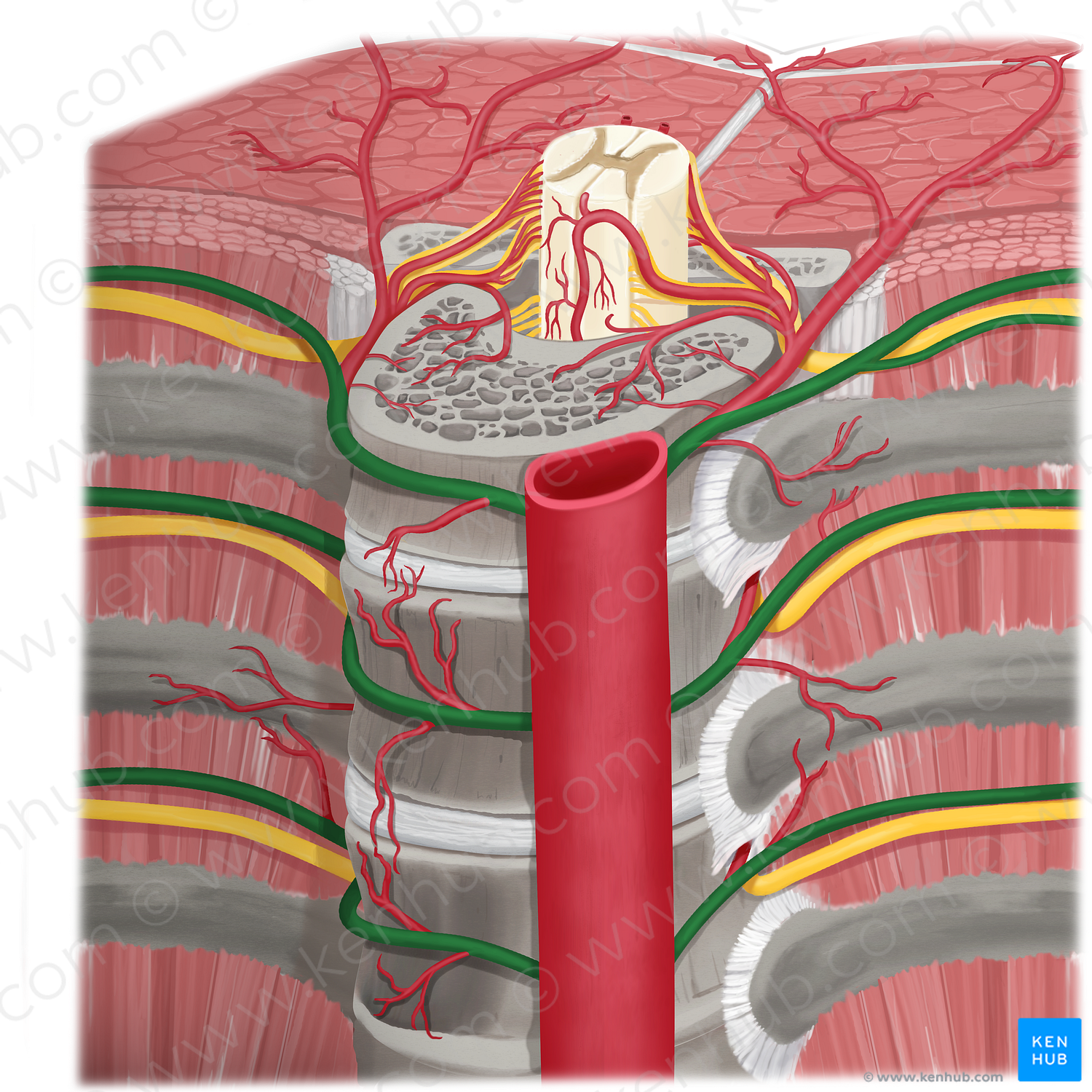 Posterior intercostal artery (#1152)