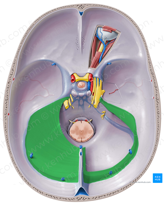 Tentorium cerebelli (#9433)