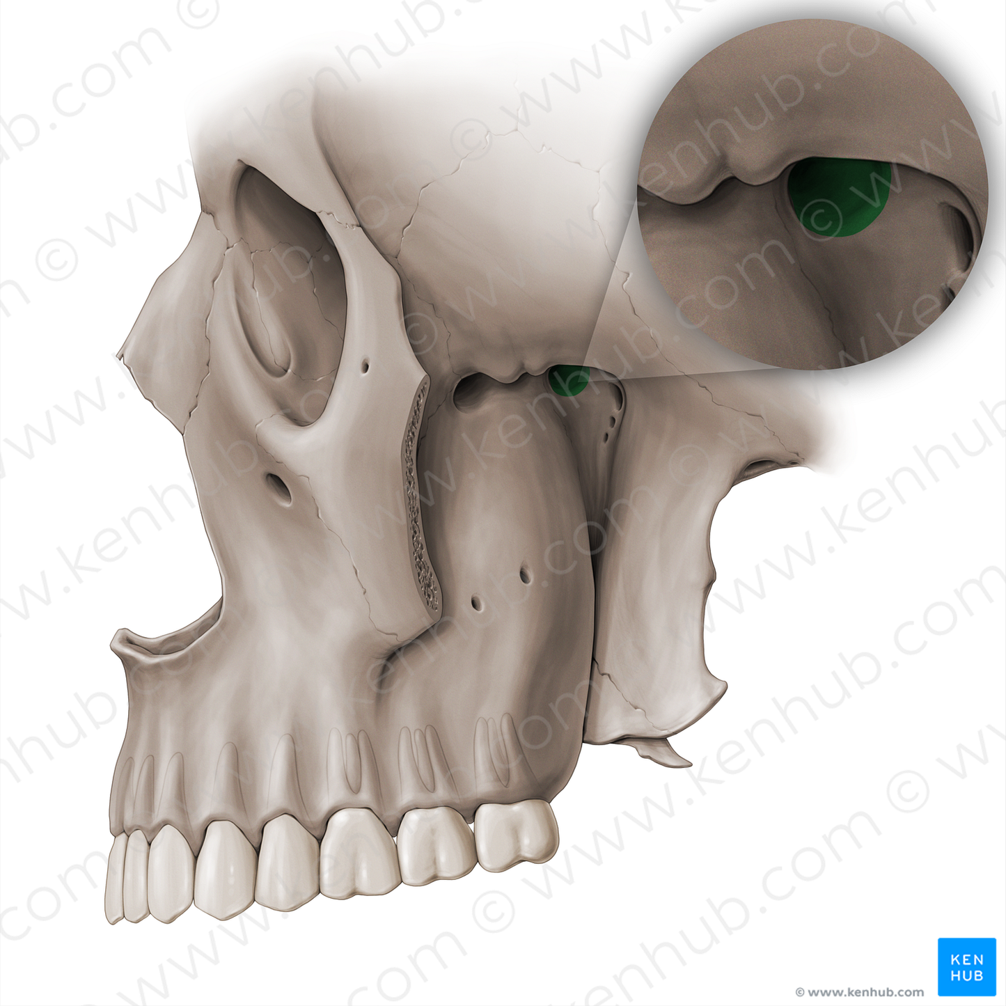 Sphenopalatine foramen (#18480)