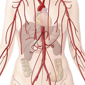 Gastroduodenal artery (#1296)