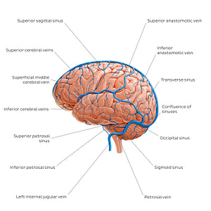 Cerebral veins - Lateral view (English)