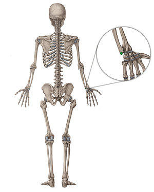 Styloid process of ulna (#8305)