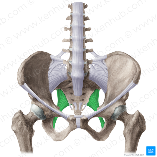 Sacrotuberous ligament (#21519)