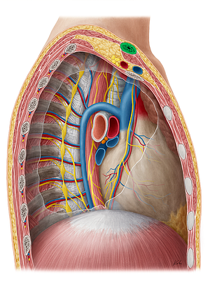 Clavicle (#2635)