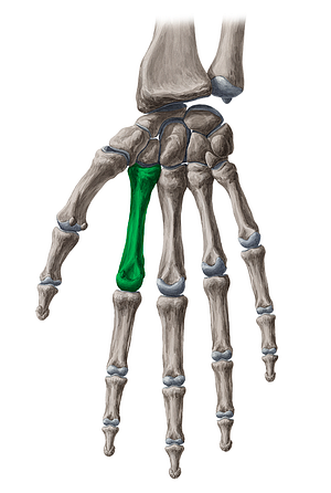2nd metacarpal bone (#7414)
