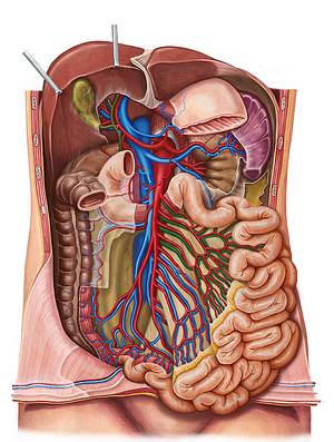 Jejunal veins (#10167)