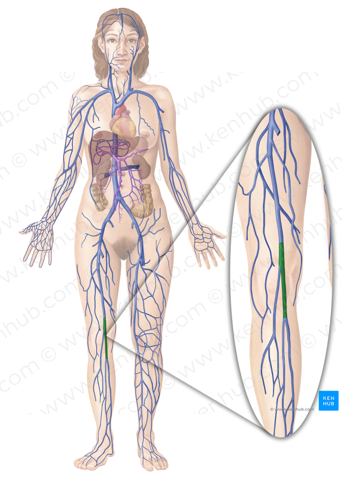 Popliteal vein (#10472)