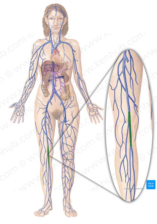 Popliteal vein (#10472)