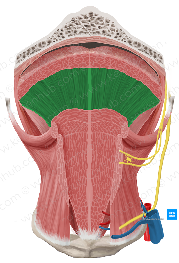 Vertical muscle of tongue (#6179)