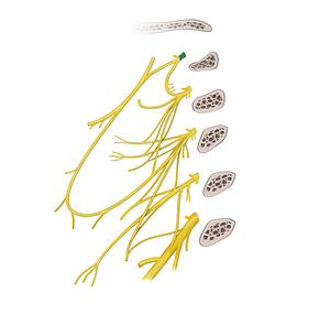 Spinal nerve C1 (#6724)