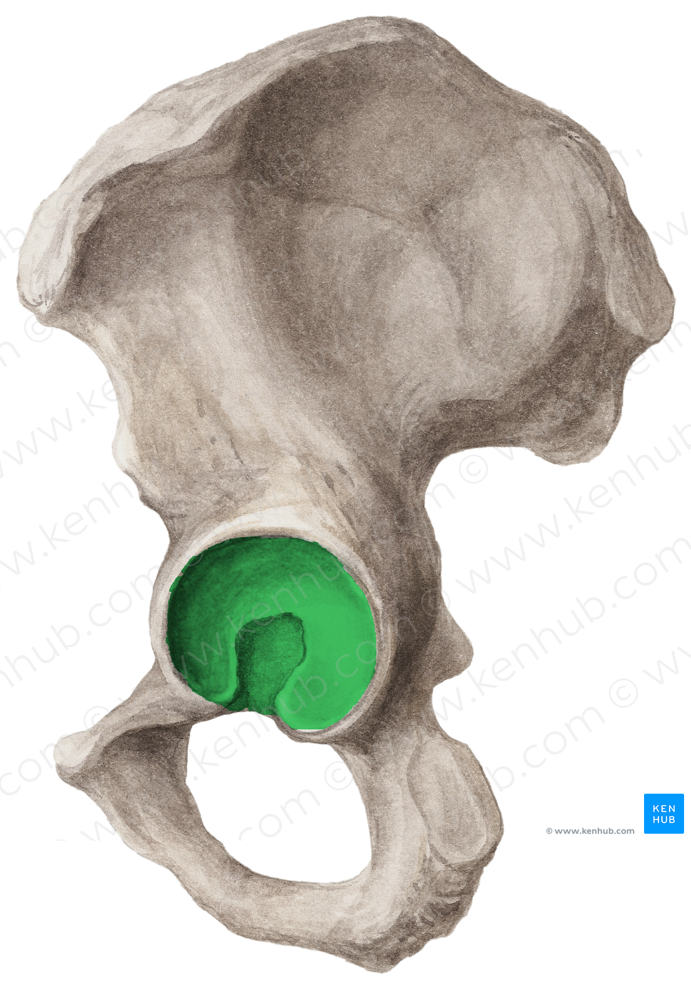 Acetabulum of hip bone (#584)