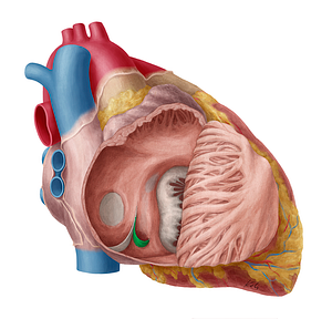 Valve of coronary sinus (#9909)