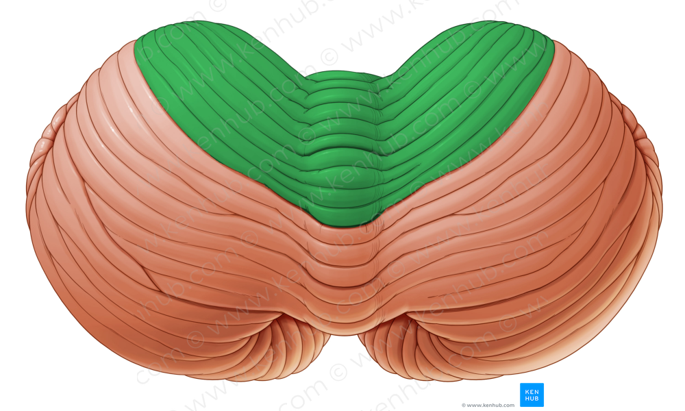 Anterior lobe of cerebellum (#4773)