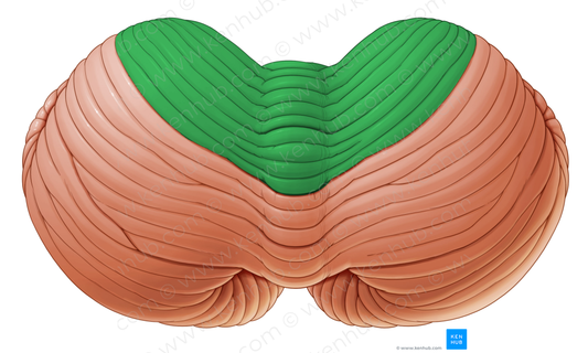 Anterior lobe of cerebellum (#4773)