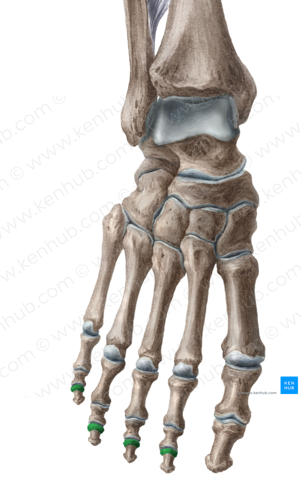 Bases of distal phalanges of 2nd-5th toes (#2143)