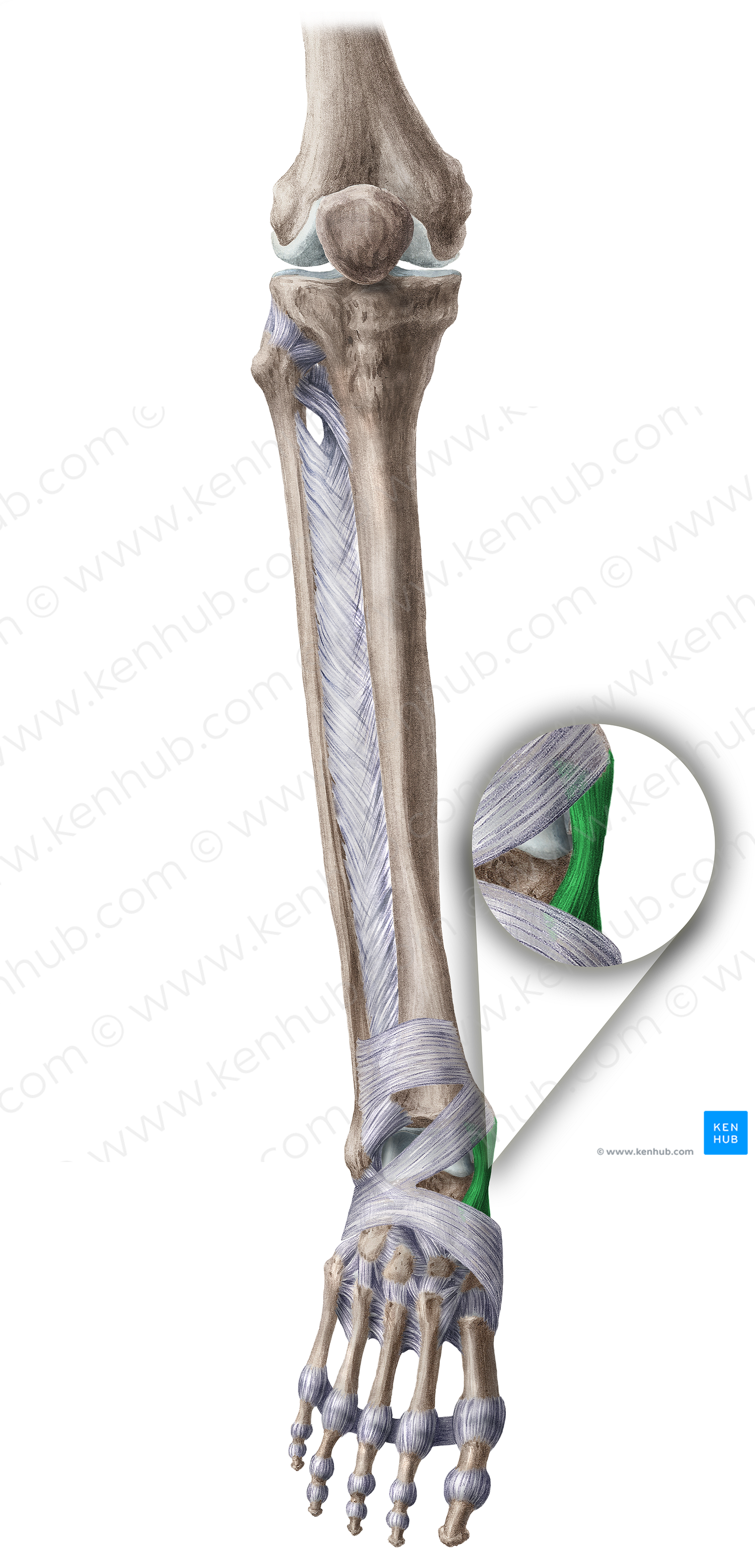 Medial collateral ligament of ankle joint (#4493)