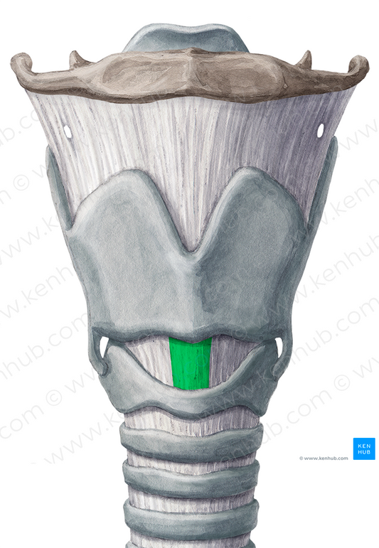 Median cricothyroid ligament (#4511)