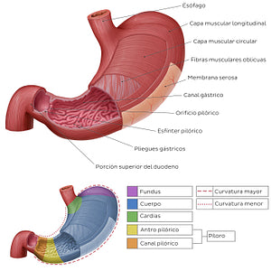 Musculature and mucosa of the stomach (Spanish)