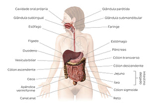 Digestive system (Portuguese)