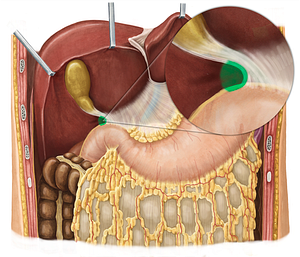 Omental foramen (#3785)