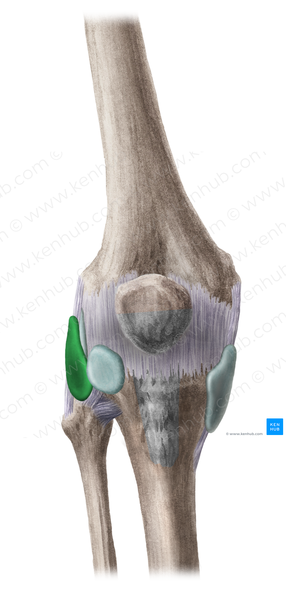 Inferior subtendinous bursa of biceps femoris muscle (#2273)