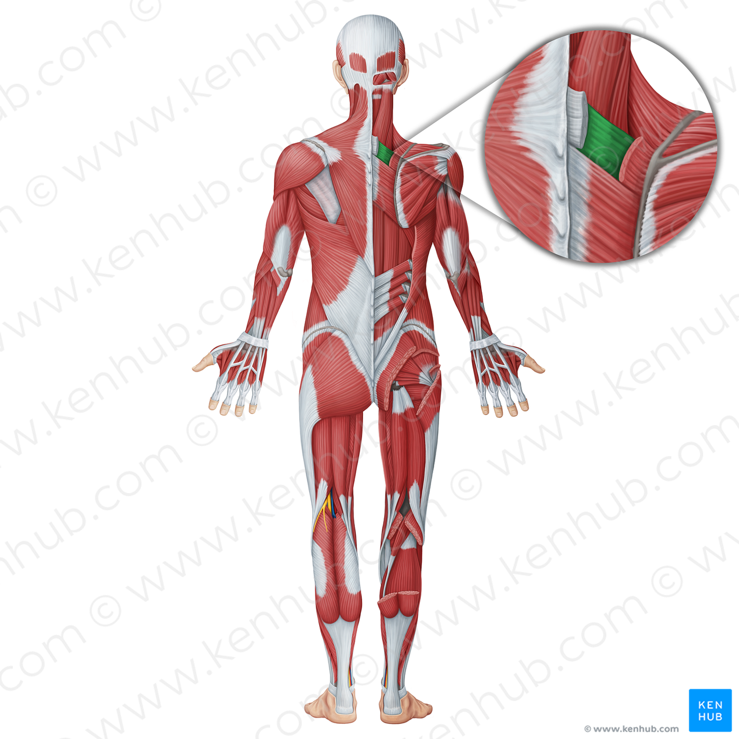 Serratus posterior superior muscle (#18745)