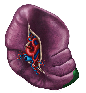 Anterior extremity of spleen (#3436)