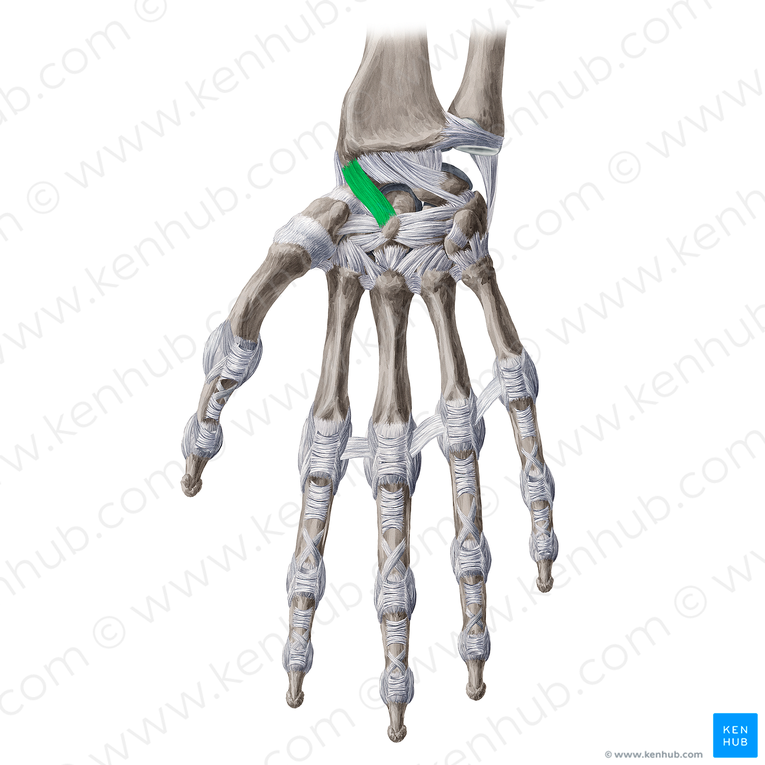 Radioscaphocapitate ligament (#20657)