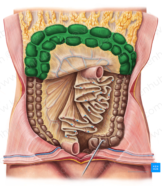 Transverse colon (#2755)