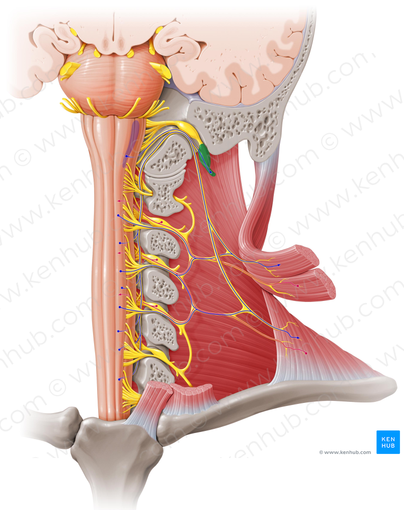 Inferior ganglion of vagus nerve (#3979)