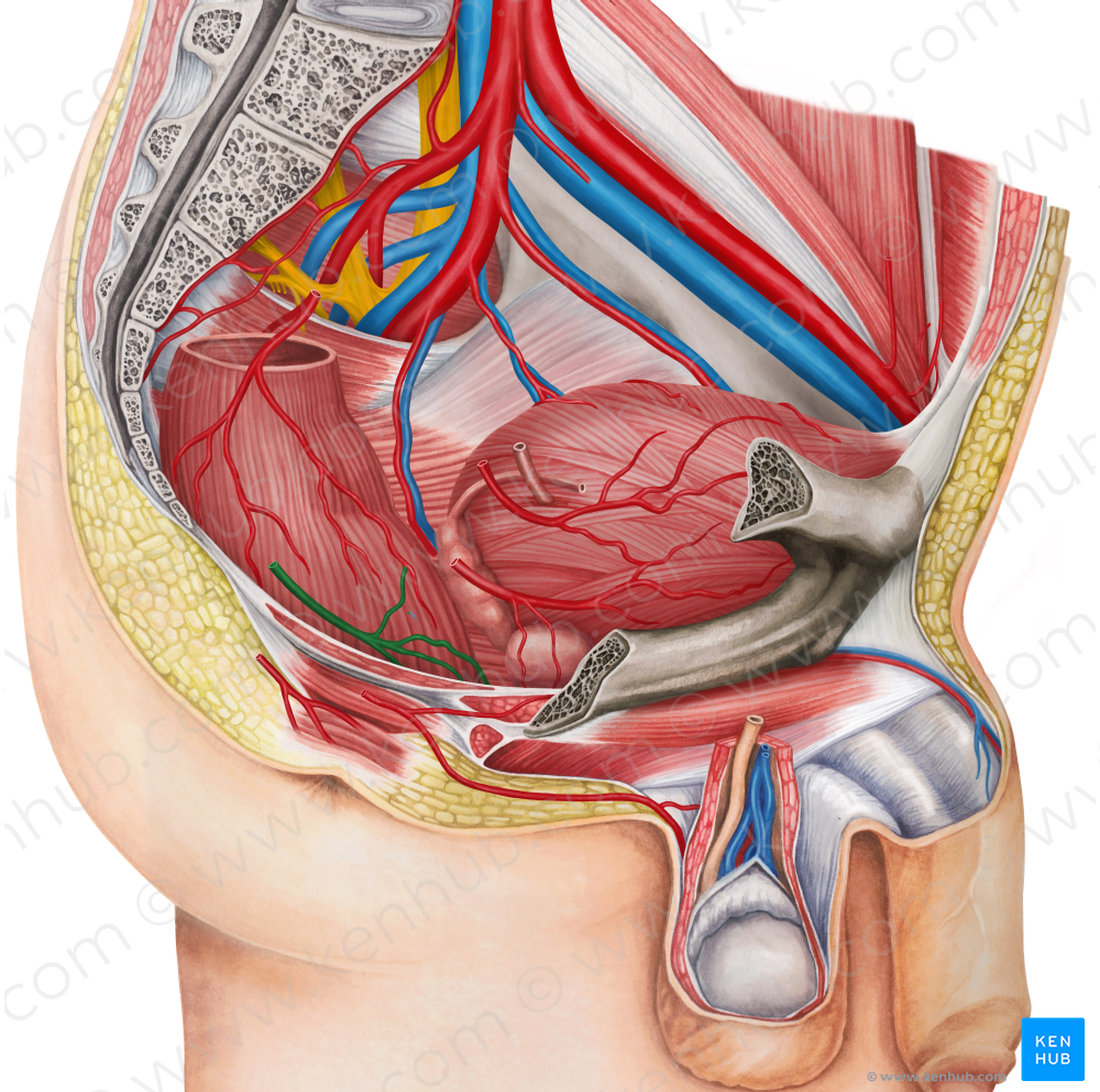 Right middle anorectal artery (#1725)
