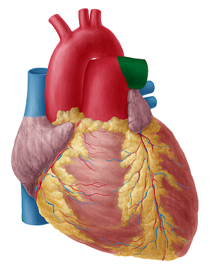 Left pulmonary artery (#1690)