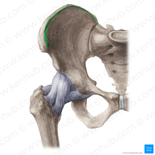 Inner lip of iliac crest (#21193)