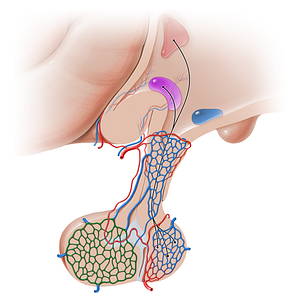 Secondary capillary network of hypophyseal portal system (#16238)