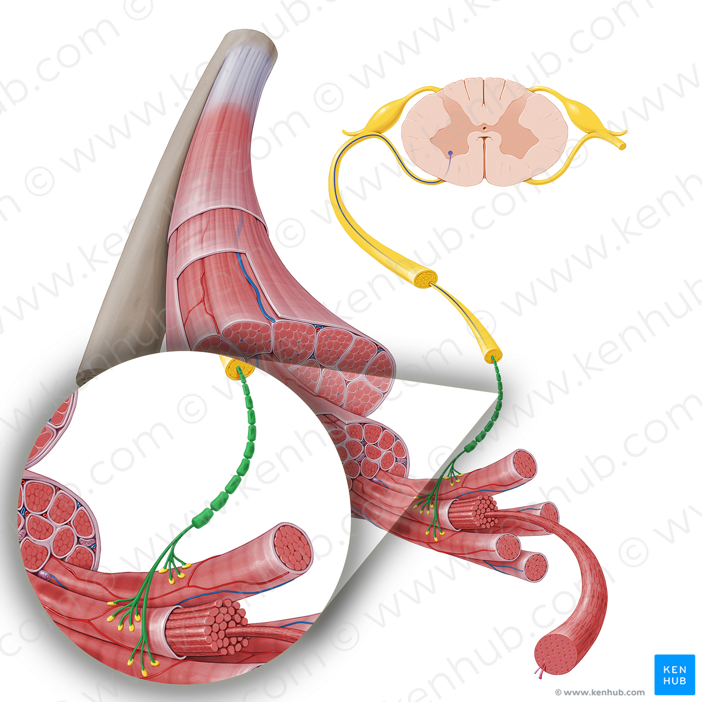 Motor neuron axon (#17249)