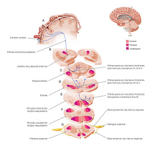 Corticonuclear tract (Portuguese)