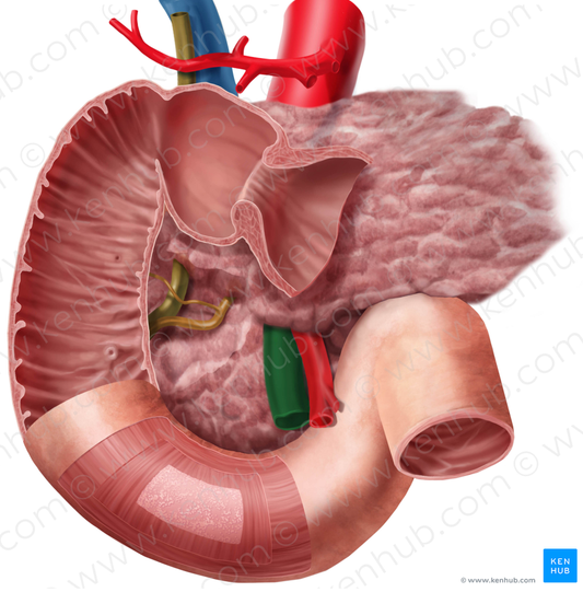 Superior mesenteric vein (#10422)