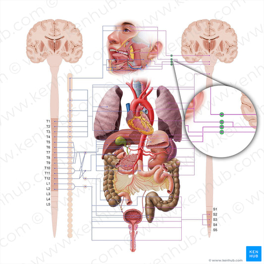 Parasympathetic ganglia of head (#18556)