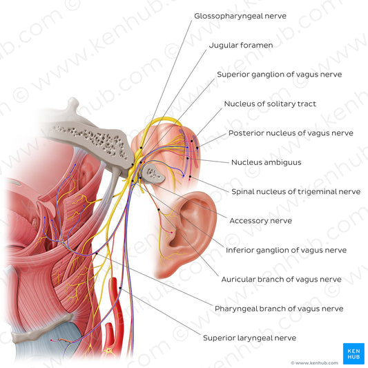 Vagus nerve: intracranial and upper cervical parts (English)