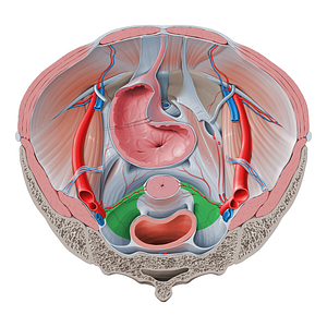 Cardinal ligament (#4658)