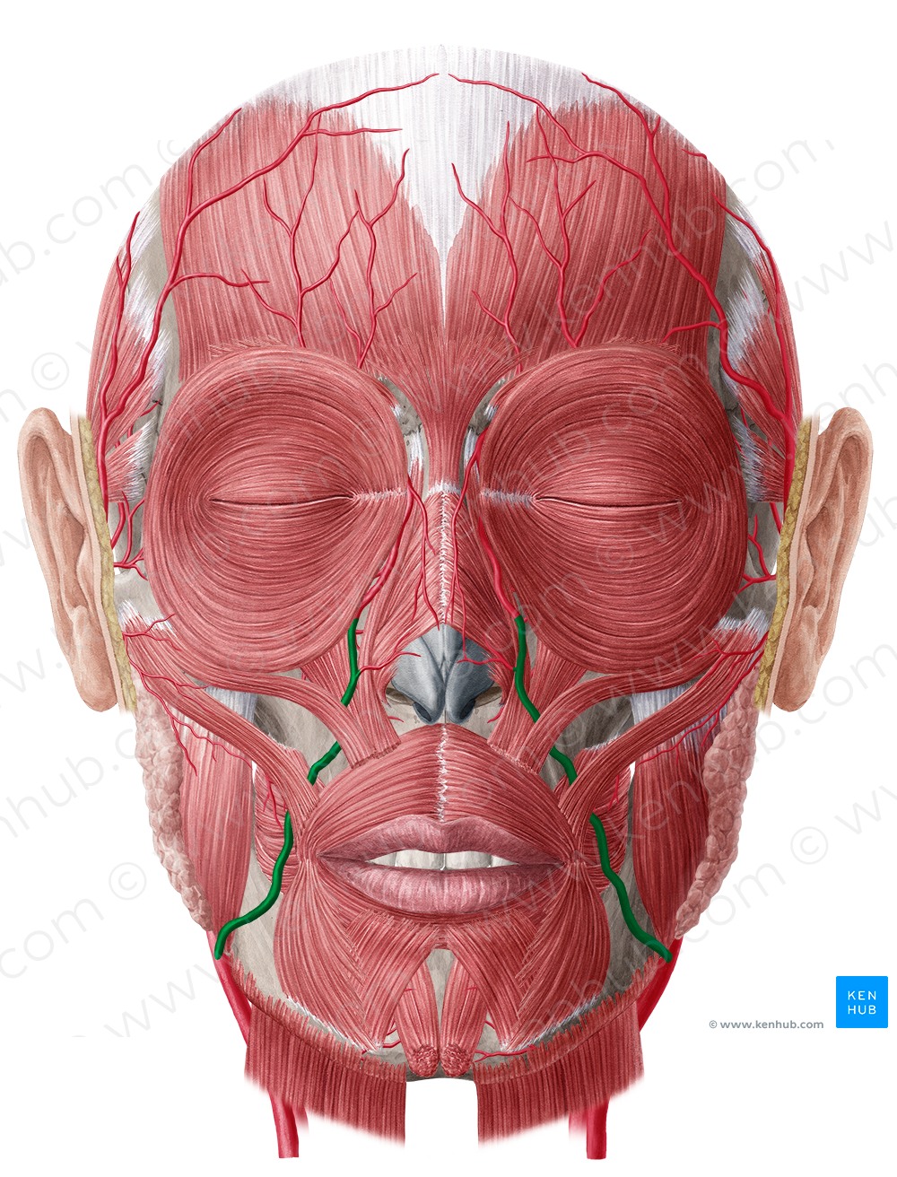 Facial artery (#1235)