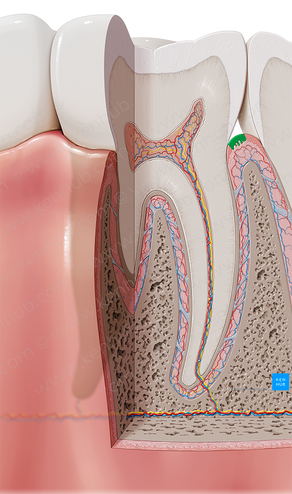 Marginal gingiva (#7729)