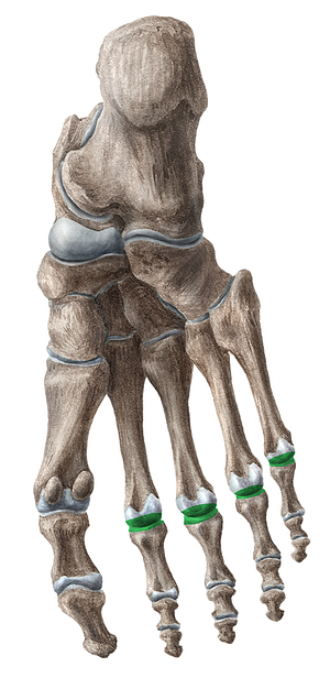 2nd - 5th metatarsophalangeal joints (#2072)