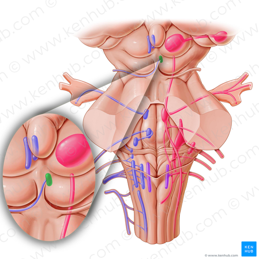 Nucleus of trochlear nerve (#7232)