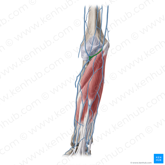 Median cubital vein (#10398)