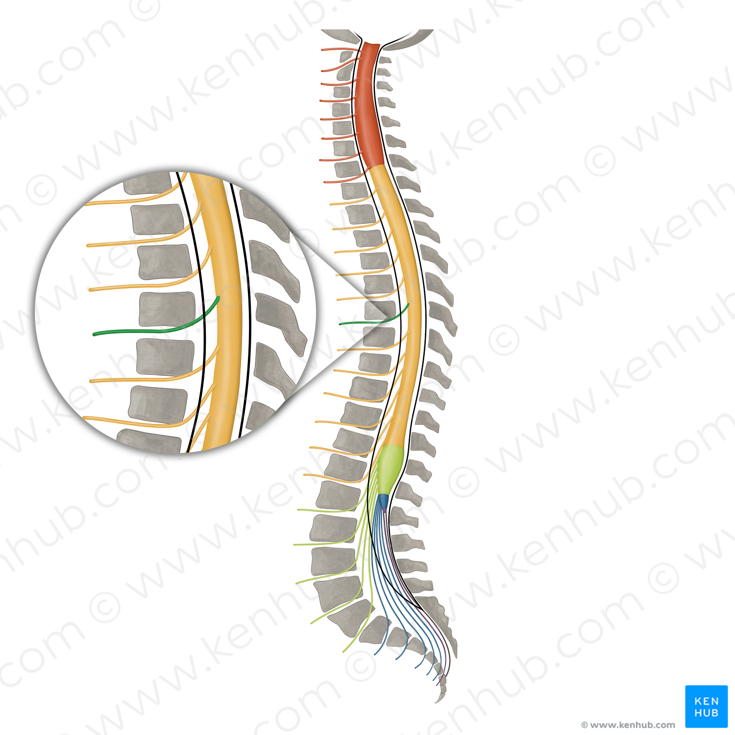 Spinal nerve T6 (#16152)