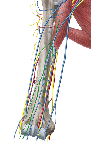 Musculocutaneous nerve (#6578)
