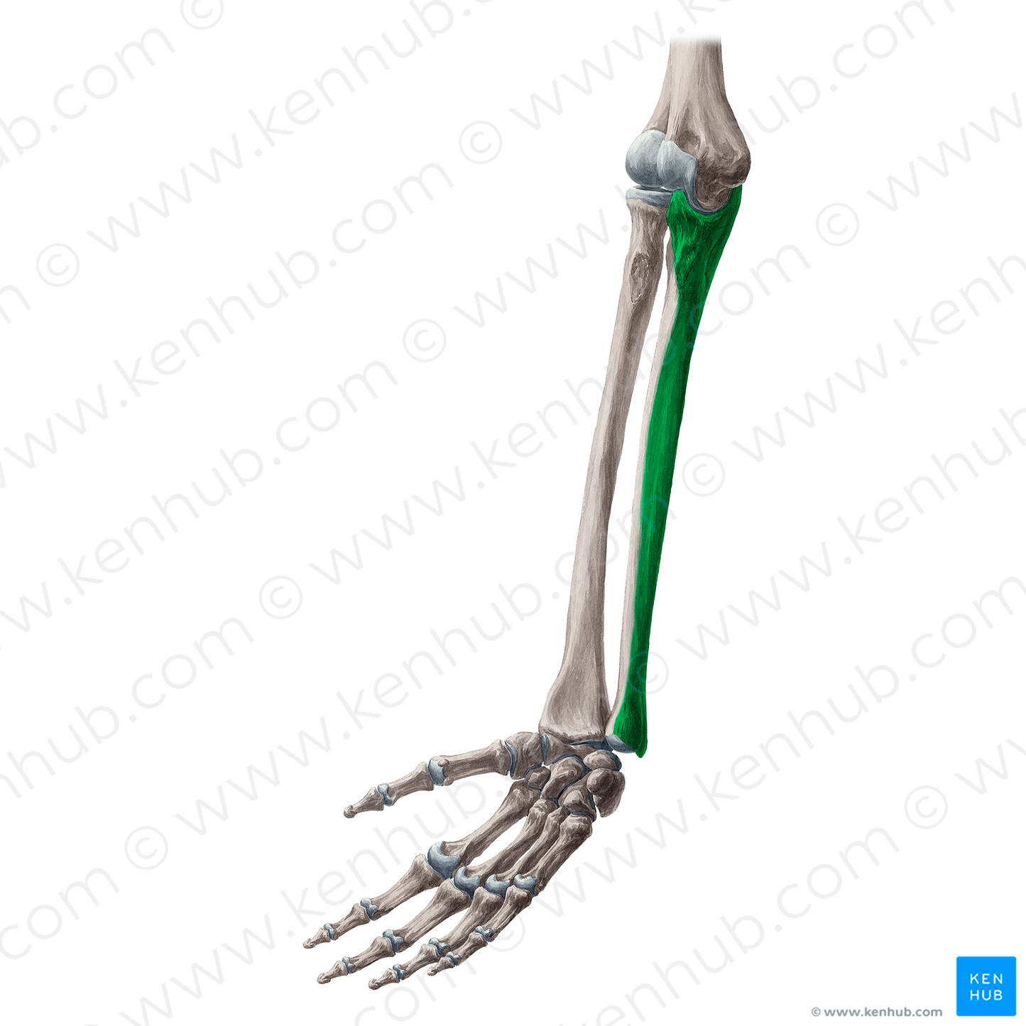 Medial surface of ulna (#21348)