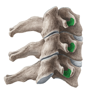 Groove for spinal nerve (#9290)