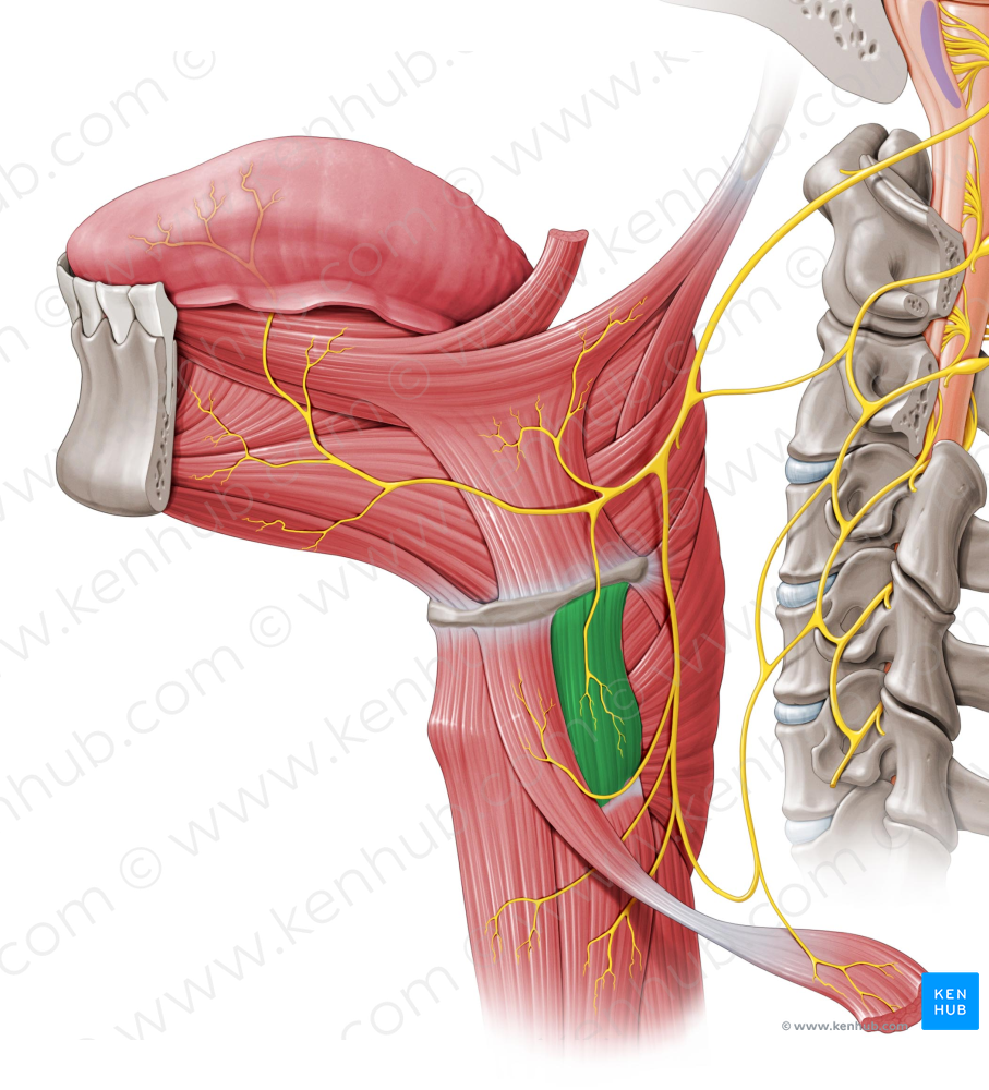 Thyrohyoid muscle (#6096)